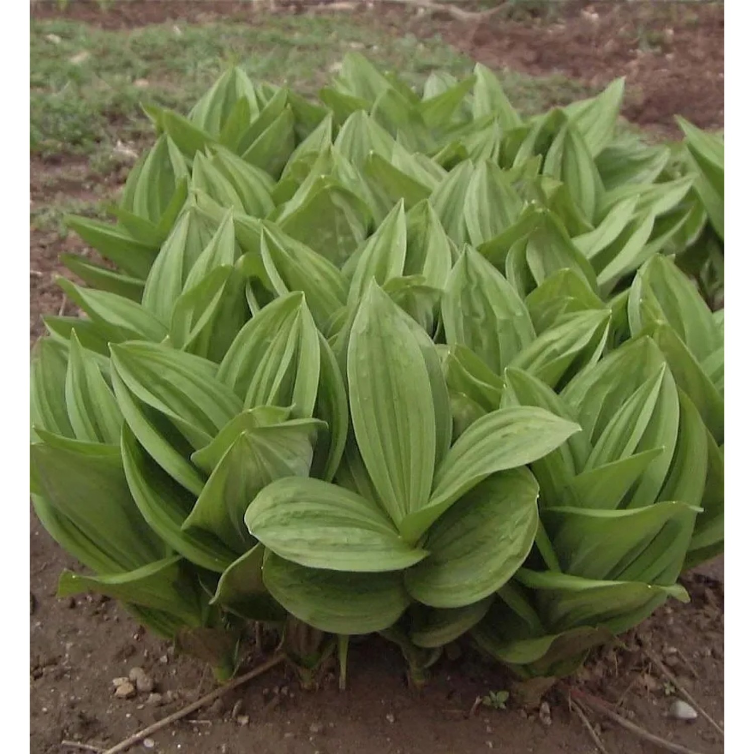 Weißer Germer - Veratrum album