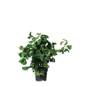 Korkenzieherhasel Contorta im Topf, ca. 100cm hoch. Zierstrauch mit gedrehten Ästen und grünen Blättern.