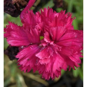 Nahaufnahme einer pinkfarbenen Federnelke (Dianthus plumarius) der Sorte Heidi.