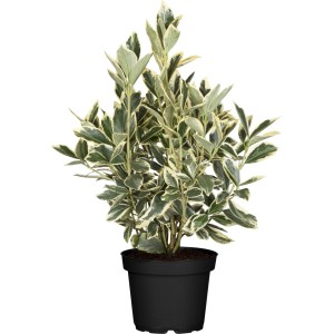 Japanischer Spindelstrauch White Spire im Topf, grüne Blätter mit weißem Rand.