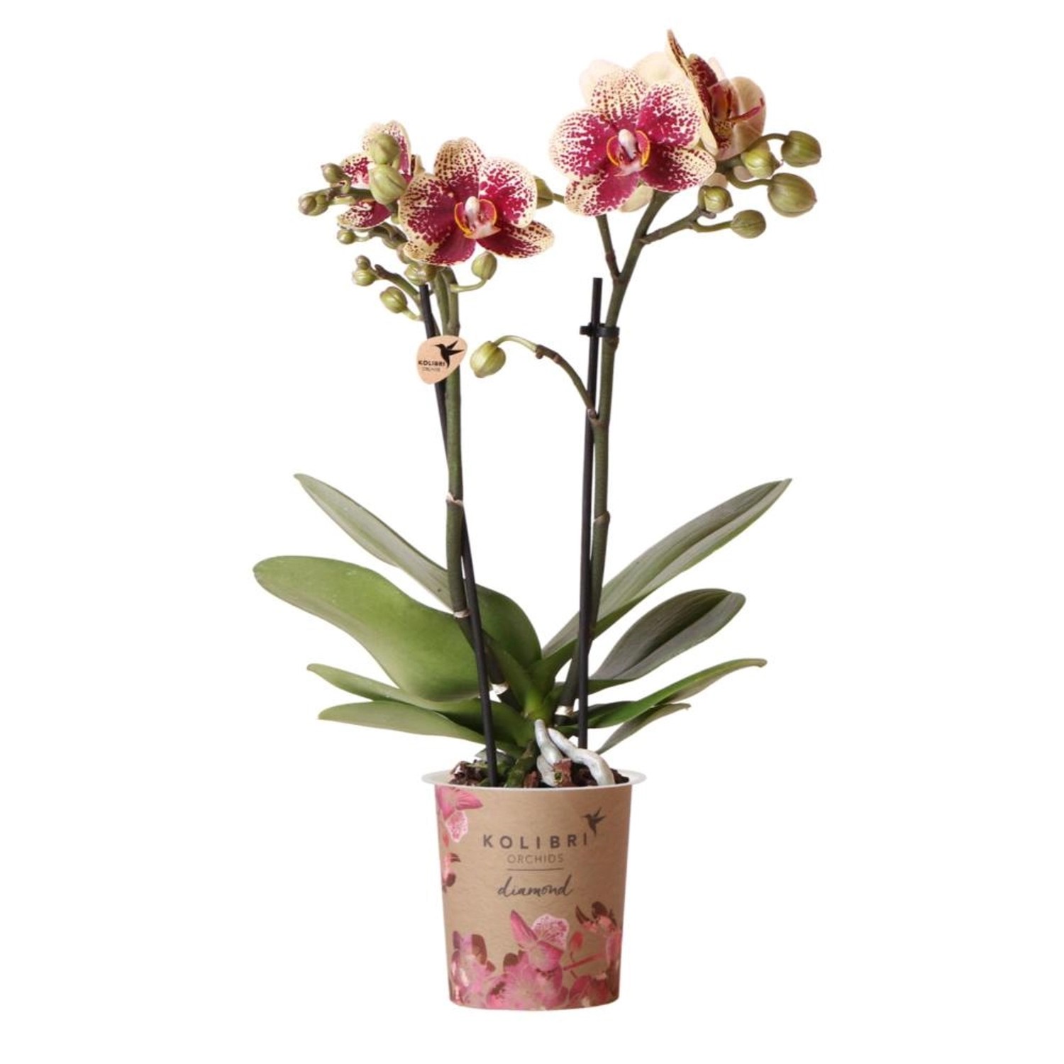 Kolibri Orchids Gelbe Rote Phalaenopsis Orchidee Spanien Topfgröße 9cm