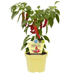 Blu Mini-Chili im Topf (Ø 12cm) mit roten Schoten und grünen Blättern.
