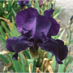Nahaufnahme der tiefvioletten Iris 'Night Owl' im Topf. Elegante Schwertlilie mit dunklen Blüten.