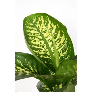 Dieffenbachie Tropic Snow, Zimmerpflanze mit grün-gelb gemusterten Blättern im Topf.