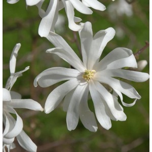 Nahaufnahme einer blühenden Sternmagnolie Royal Star mit weißen Blütenblättern.