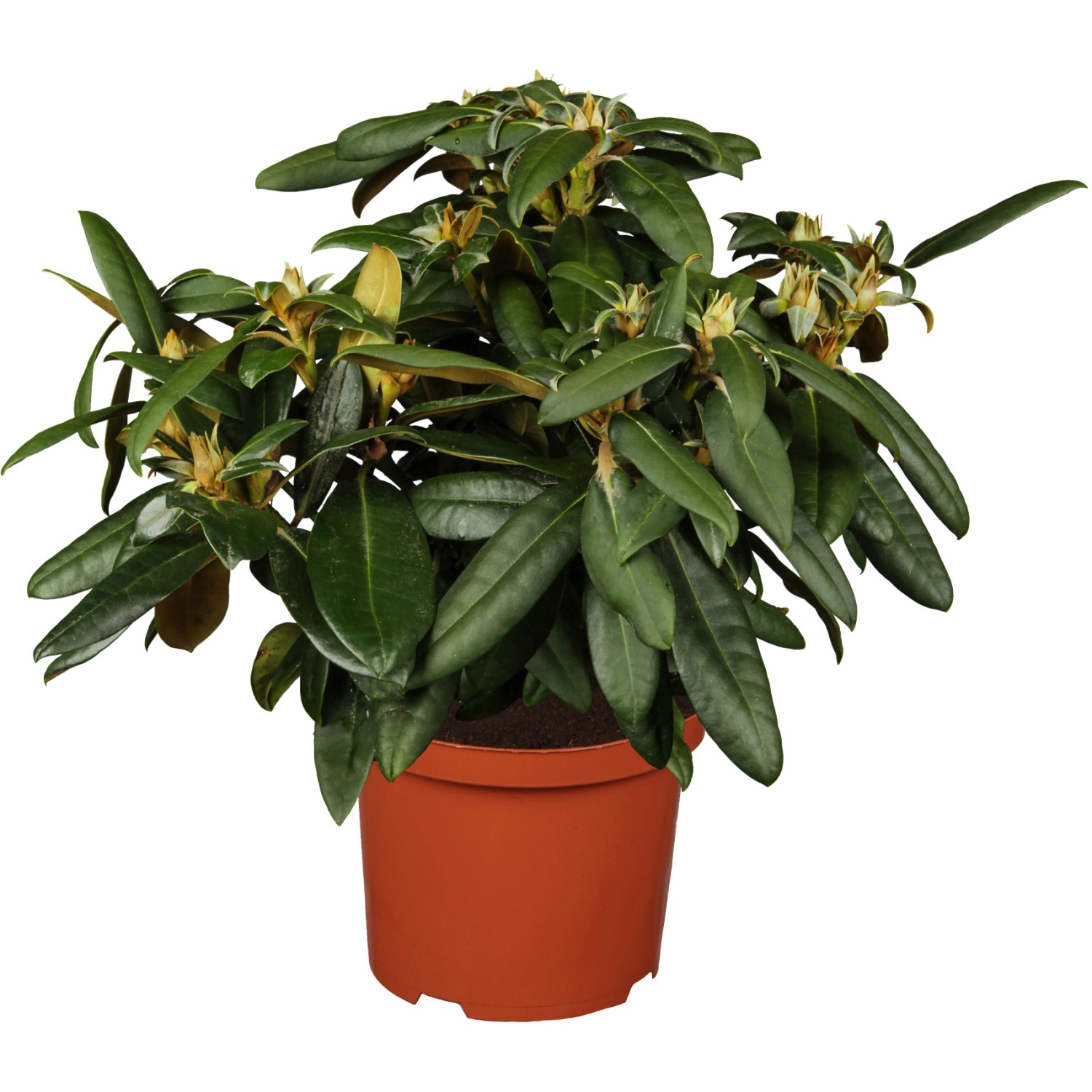 OBI Yaku-Rhododendron Golden Torch Grün Höhe ca. 20 - 30 cm Topf ca. 5 l