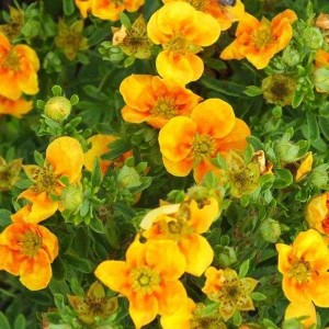 Fingerstrauch 'Mango Tango' Potentilla fruticosa 25 bis 30 cm im Container Orange Blüten