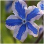 Kaukasus Gedenkmein Starry Eyes - Omphalodes cappadocica_2