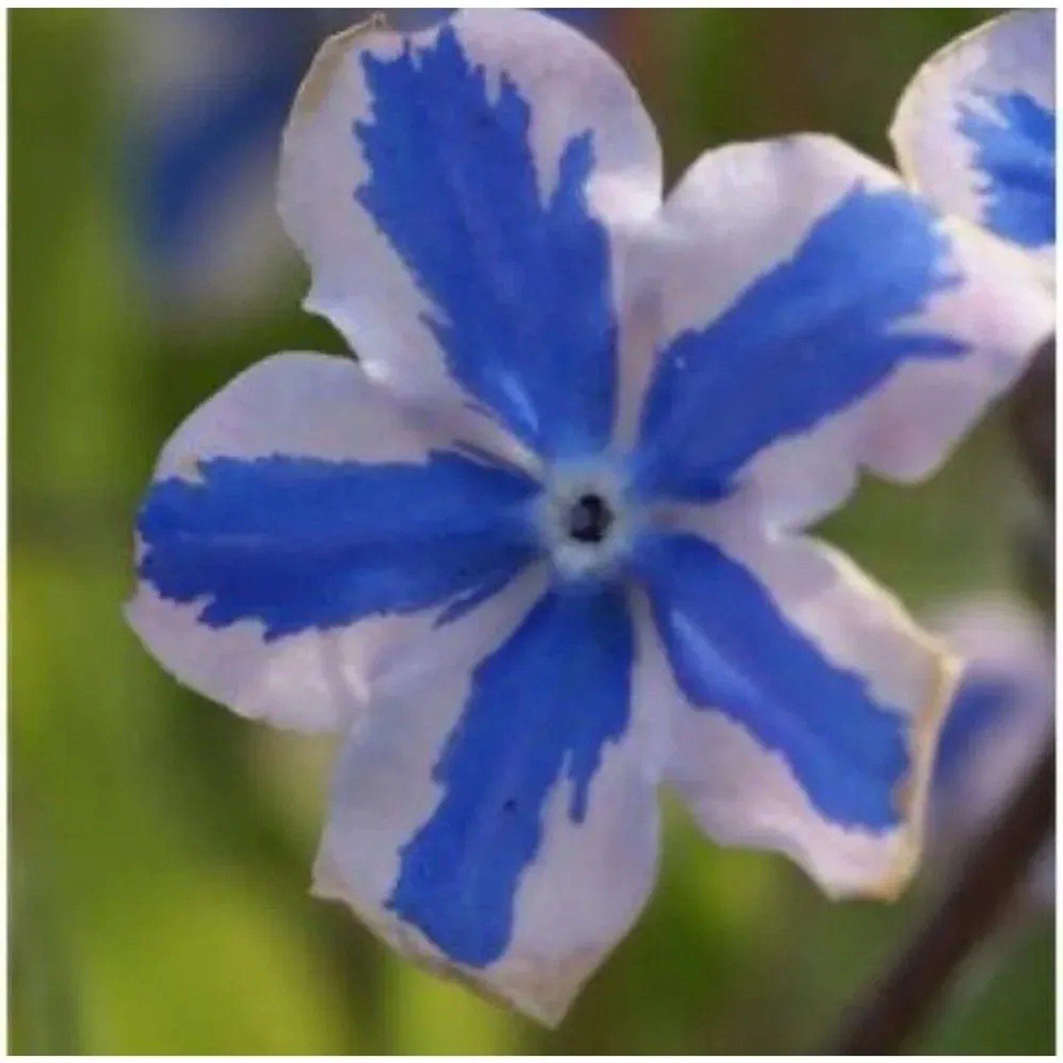 Kaukasus Gedenkmein Starry Eyes - Omphalodes cappadocica_2