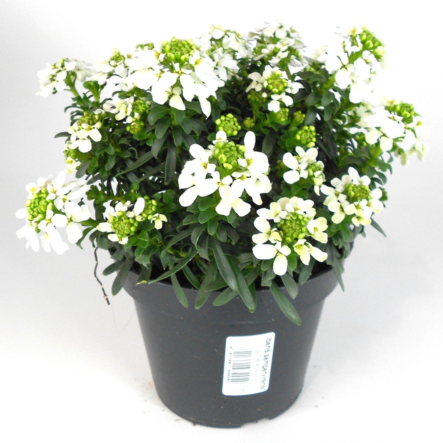 GROW by OBI Immergrüne Schleifenblume Höhe ca. 23 cm Iberis