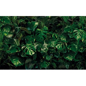 Komar Fototapete Vlies Tropical Wall mit üppigen, grünen Blättern.