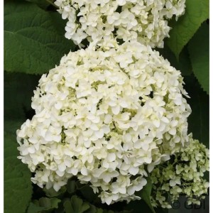 Ballhortensie Annabelle 80-100cm - Hydrangea arborescens