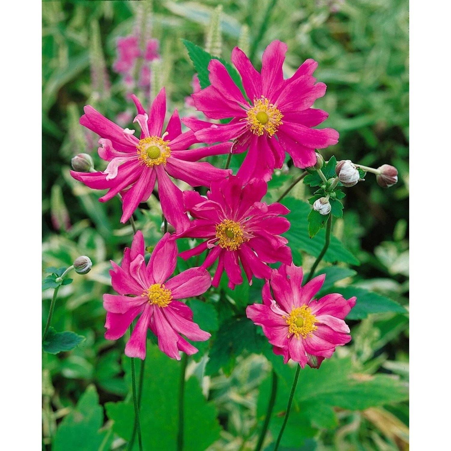 Anemone Japonica Prinz Heinrich Herbstanemone Ca. 9x9 cm Topf günstig online kaufen