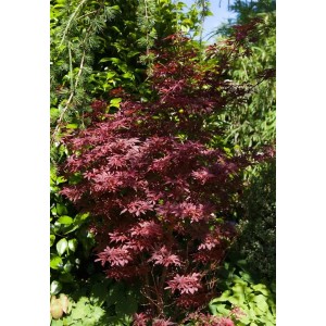 Acer Palmatum Shaina, Japanischer Ahorn mit roten Blättern, 80 cm Stammhöhe.