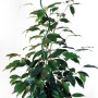 Bellissa Tomatenspirale, 170 cm, grün, mit Pflanze im Topf. Rankhilfe für Tomaten.