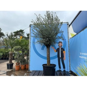 Winterharter, immergrüner Olivenbaum (240 cm) im Topf. Ideal für Garten und Terrasse.