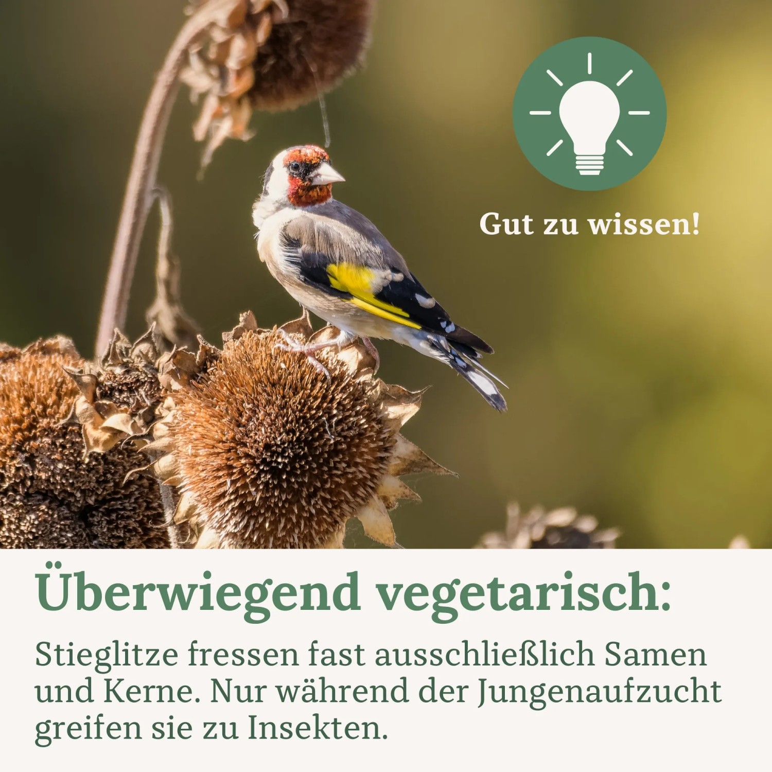 Stieglitz auf Sonnenblume, Wildvogelfutter für Stieglitze.