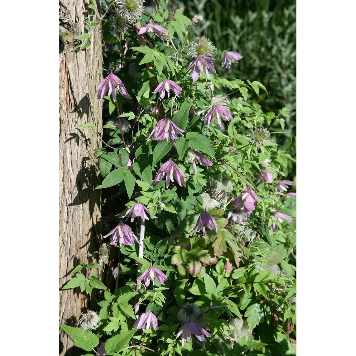 Clematis Country Rose Waldrebe Rosa 100–150 cm günstig online kaufen