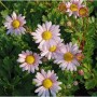 Grönland Margerite Roseum - Dendranthema arcticum_2