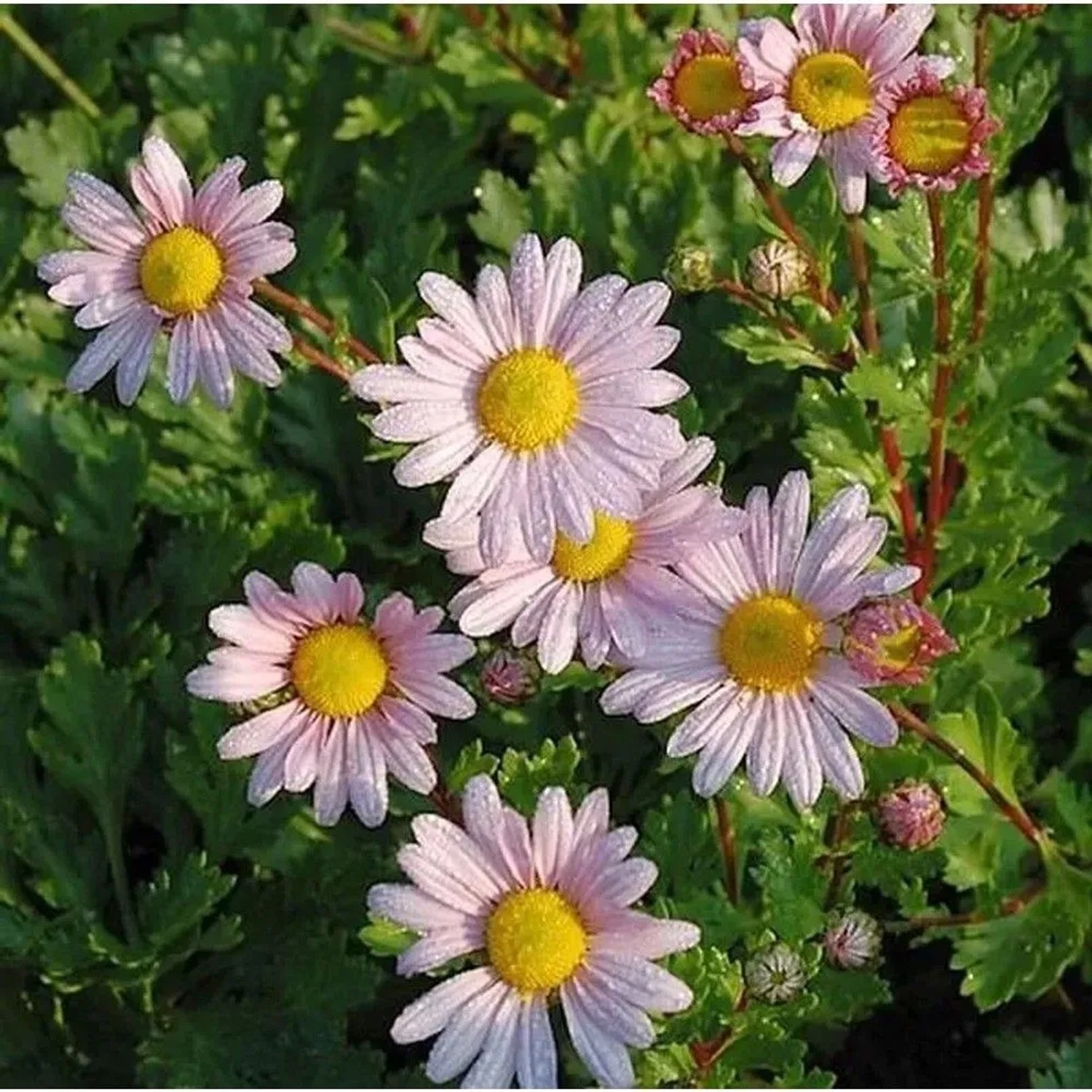 Grönland Margerite Roseum - Dendranthema arcticum_2