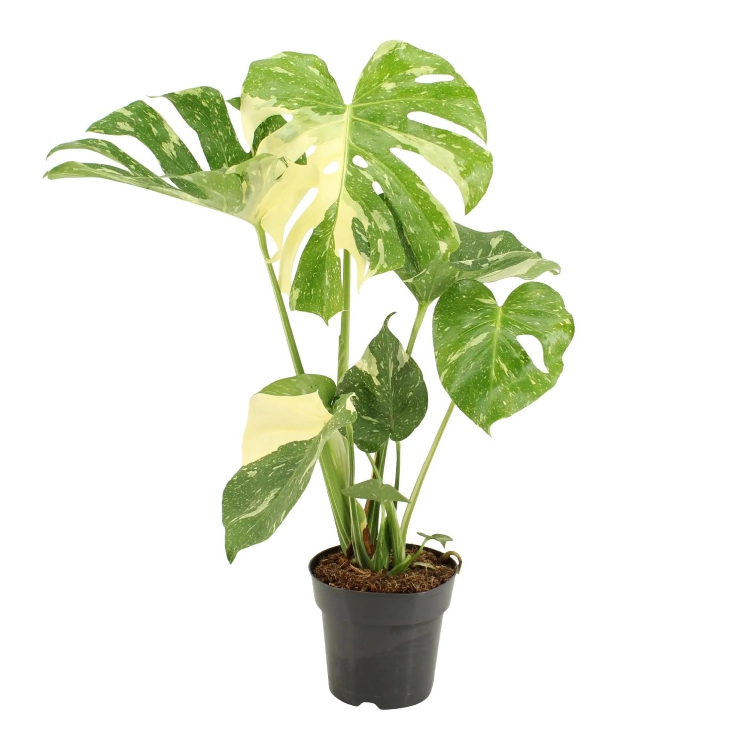 philodendron orange Philodendron Orange Princess 5” Exact Plant main image 0