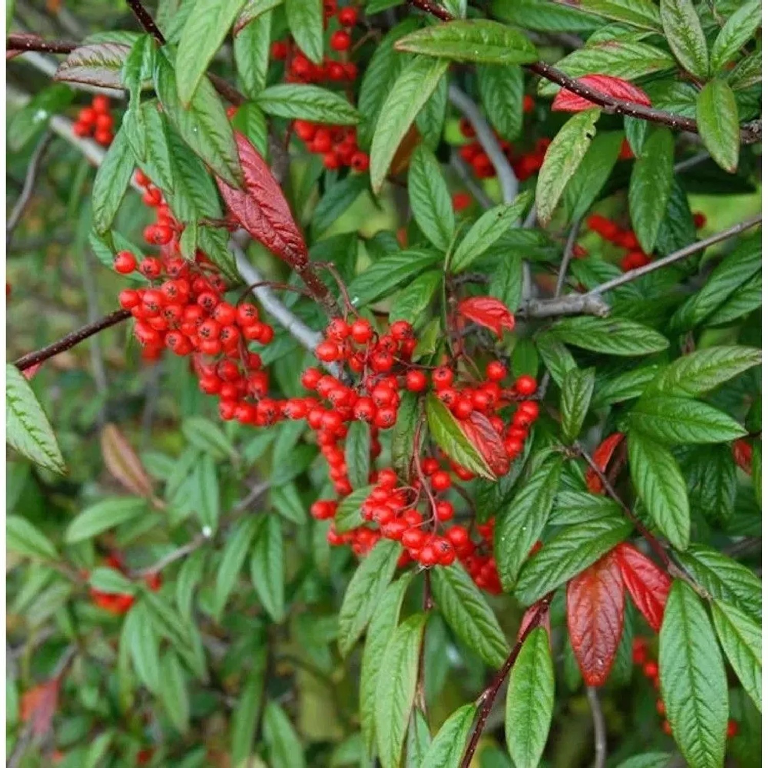 Weidenblättrige Hängemispel 80-100cm - Cotoneaster salicifolius