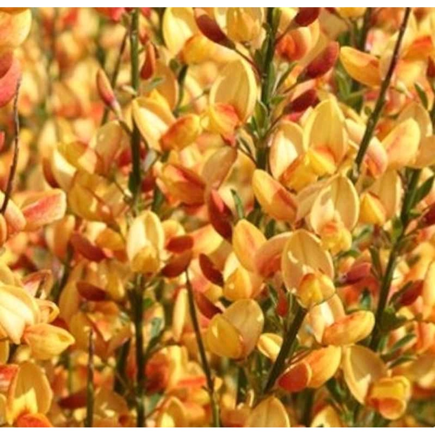 Edelginster Apricot Gem 60-80cm - Cytisus scoparius günstig online kaufen