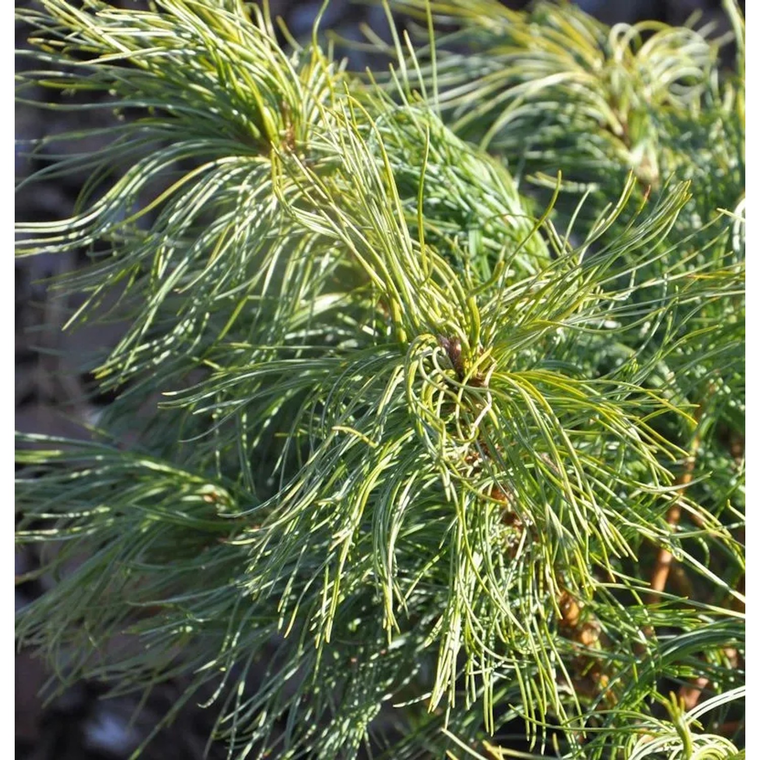 Weymouthskiefer Green Twist 25-30cm - Pinus parviflora