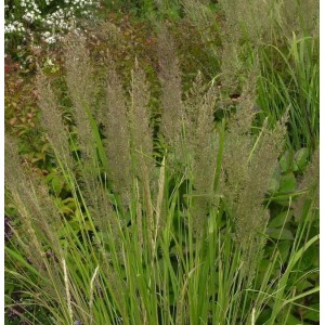 Berg Reitgras (Calamagrostis varia), Ziergras mit grünen Blättern und filigranen Blütenständen.