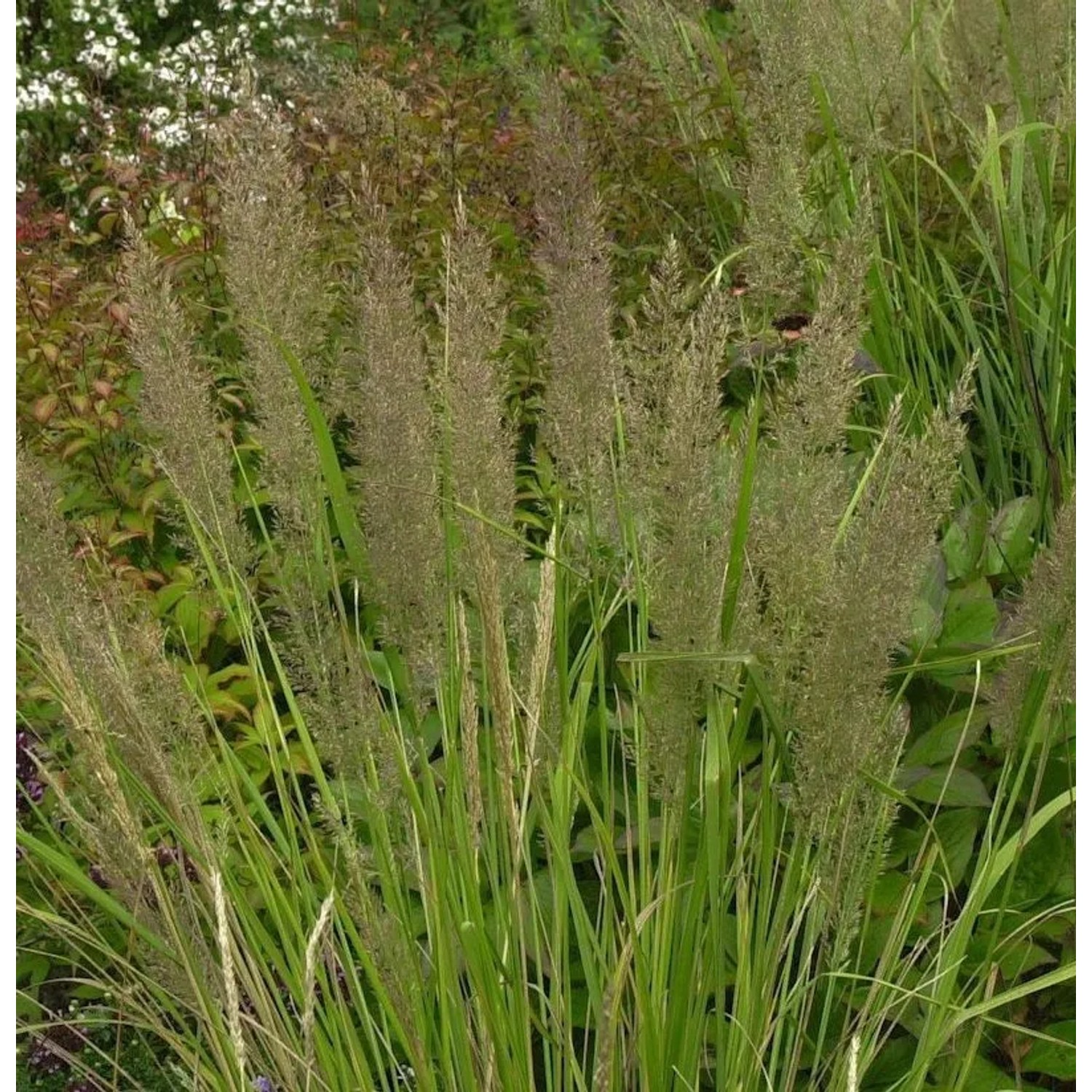 Berg Reitgras - Calamagrostis varia