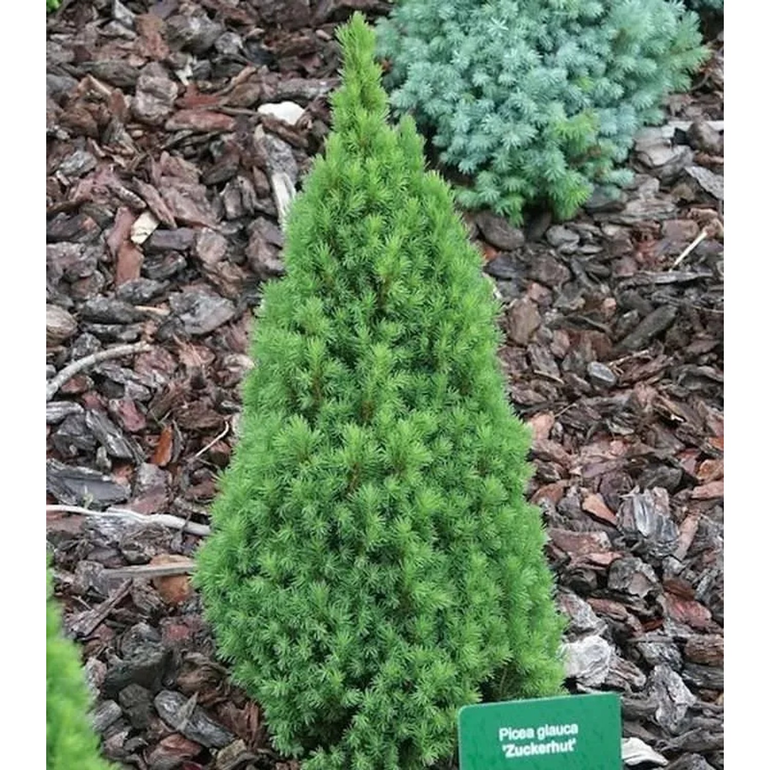 Zwerg Zuckerhutfichte 70-80cm - Picea glauca