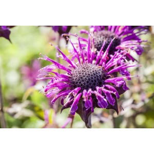 Nahaufnahme der lila Blüte der Monarda Fistulosa 'Scorpion' (Wilden Bergamotte) im 9x9 cm Topf.