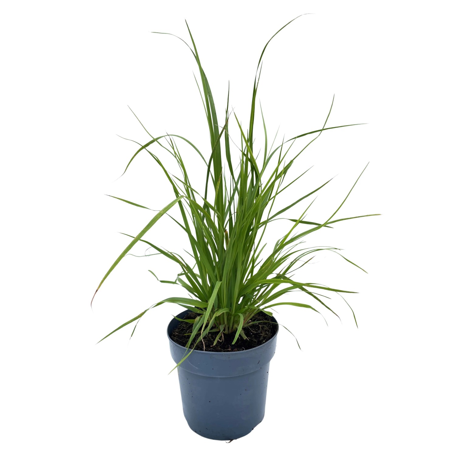 GROW by OBI Pampasgras Rosea Topf-Ø 23 cm Cortaderia selloana kaufen bei OBI