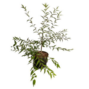 Baumfink Rose (Deutzia Mont Rose) als Topfpflanze, 100-150cm hoch.