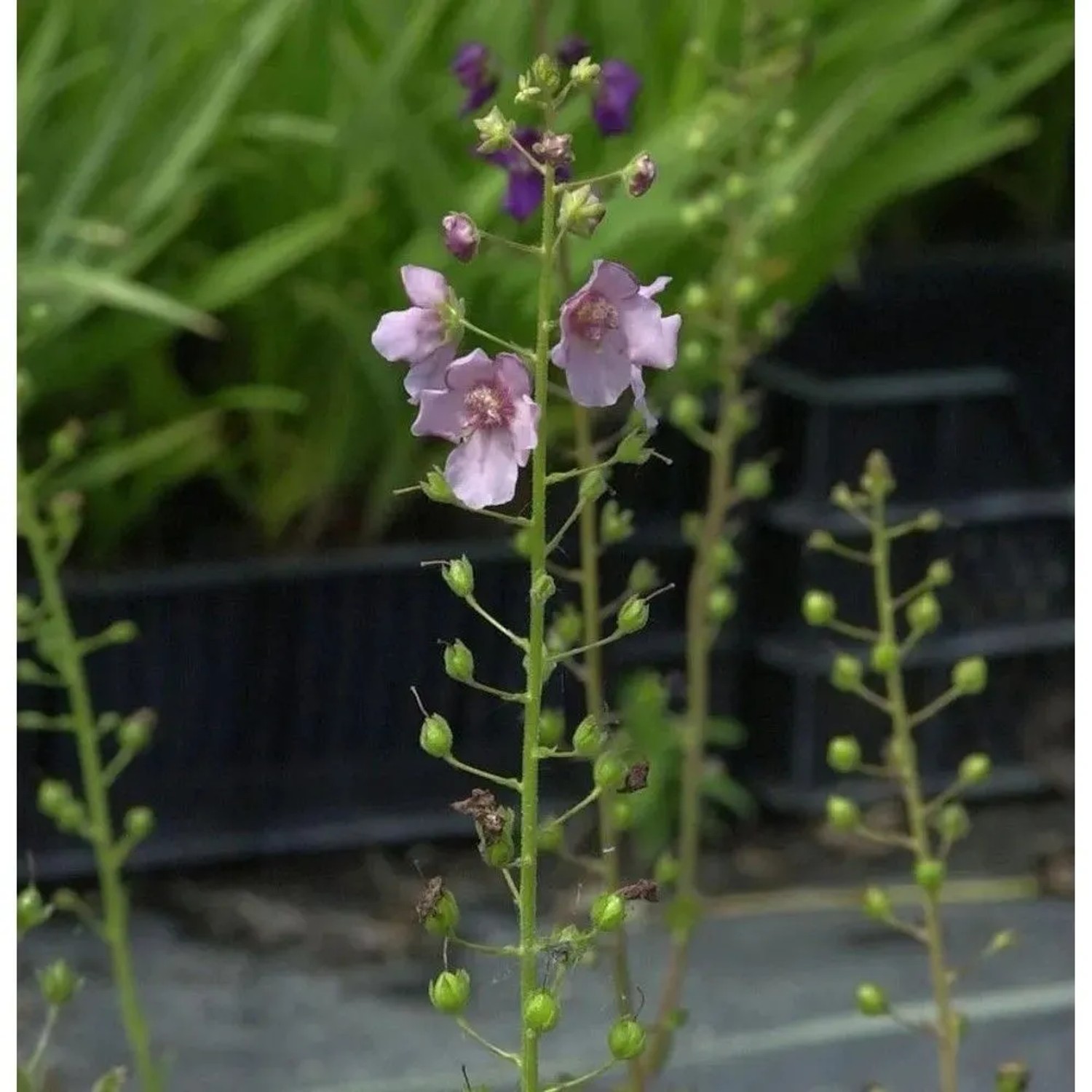 Phönizische Königskerze - Verbascum phoeniceum