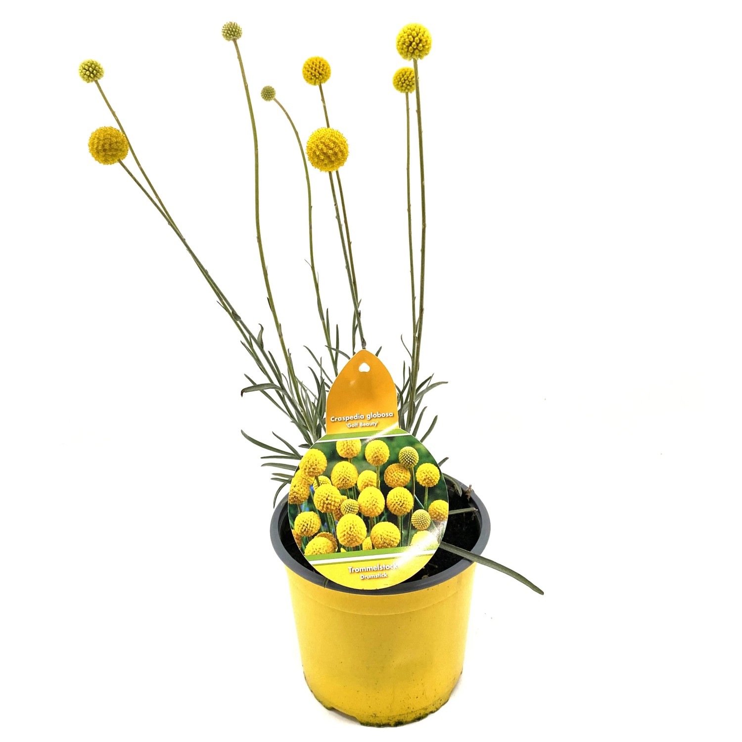 GROW by OBI Trockenblume Trommelstöckchen Craspedia globosa 35 cm einjährig kaufen bei OBI