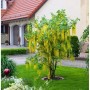 Blühender Goldregen-Hochstamm (Laburnum watereri Vossii) mit gelben Blüten im Garten.