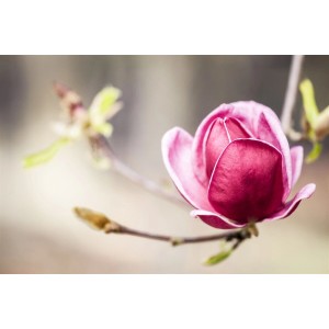 Nahaufnahme einer tiefroten, fast geöffneten Blüte der Magnolia 'Genie' Magnolie.