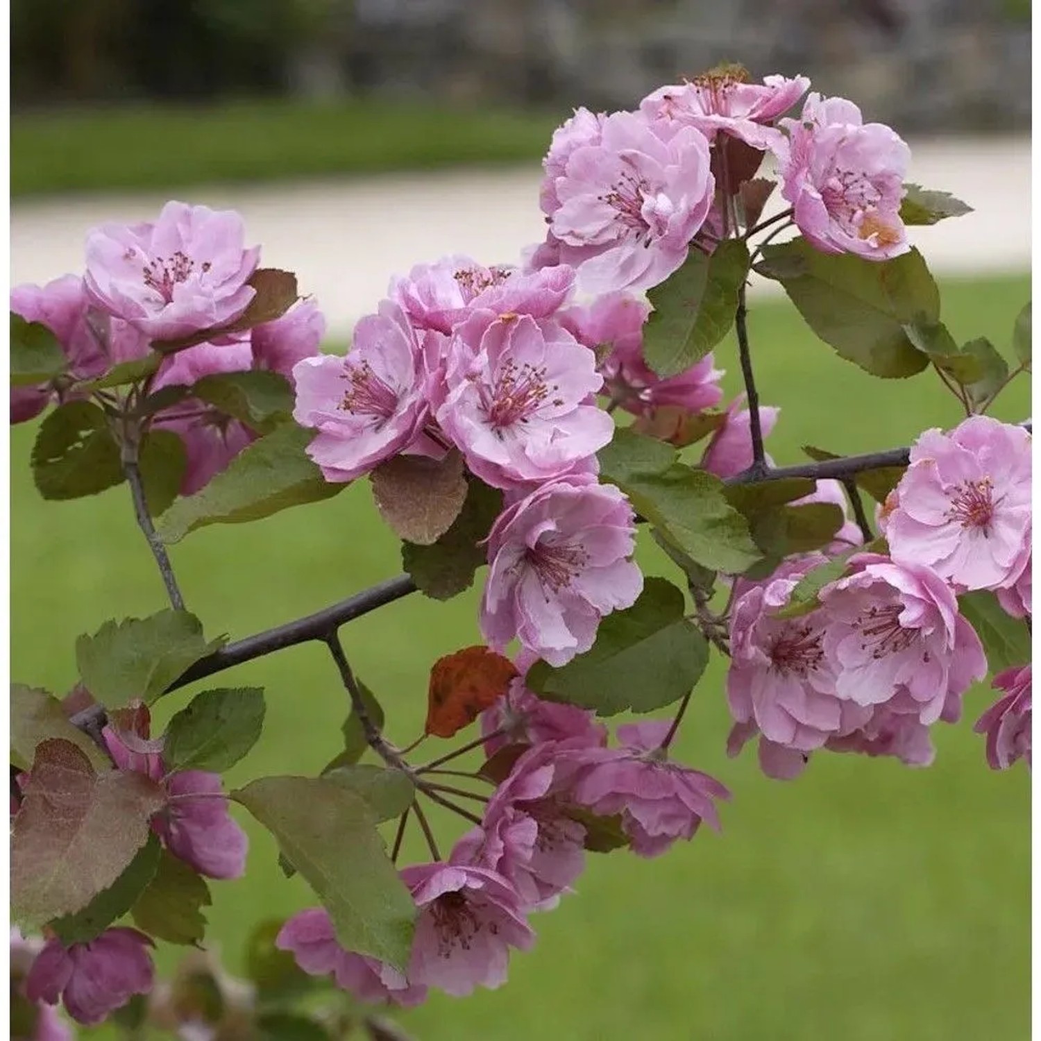 Zierapfel Liset 60-80cm - Malus Hybride