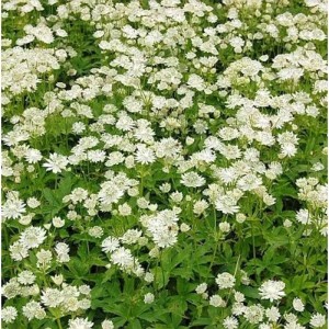 Nahaufnahme der weißen Sterndolde Alba (Astrantia major), eine dekorative Staude.