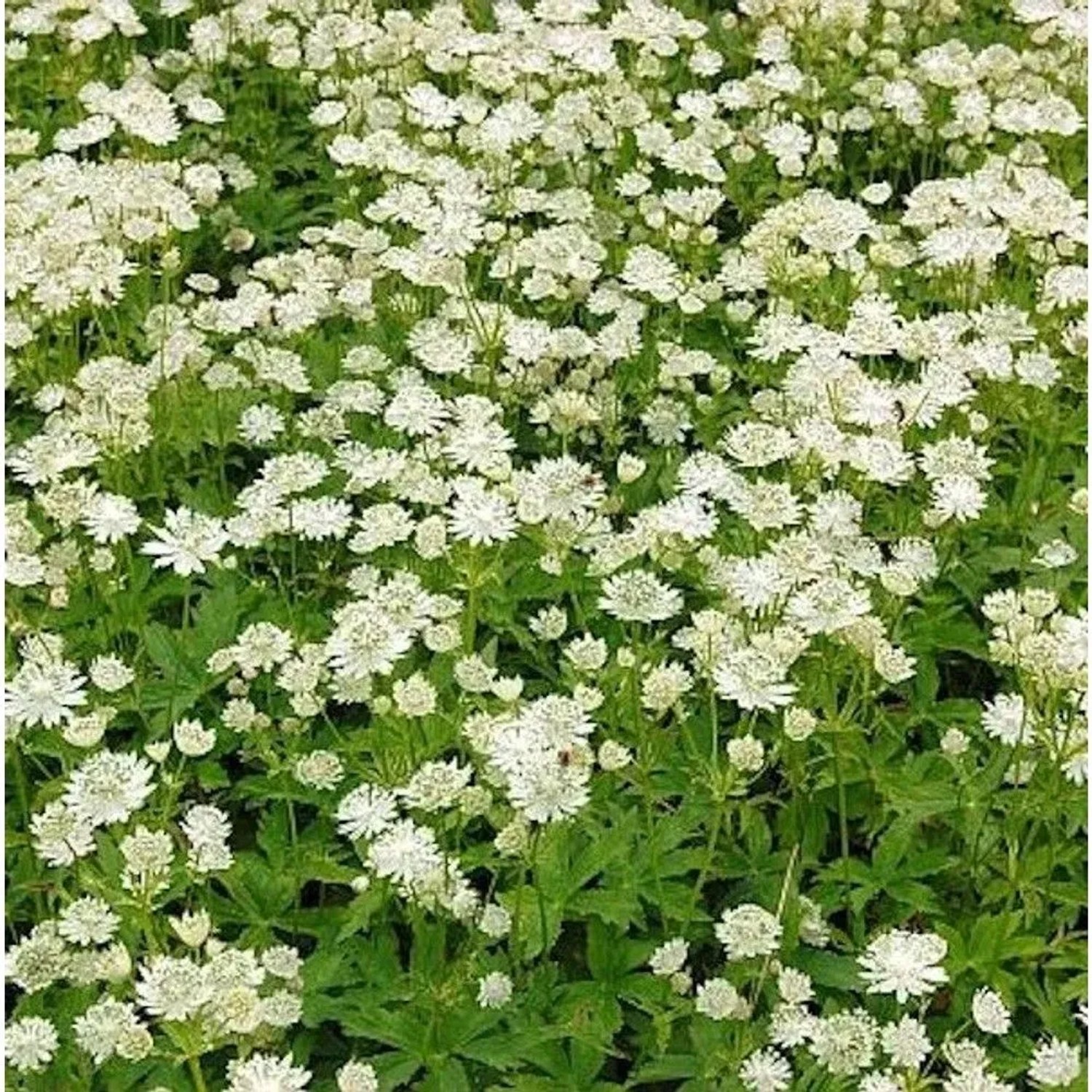 Sterndolde Alba - Astrantia major