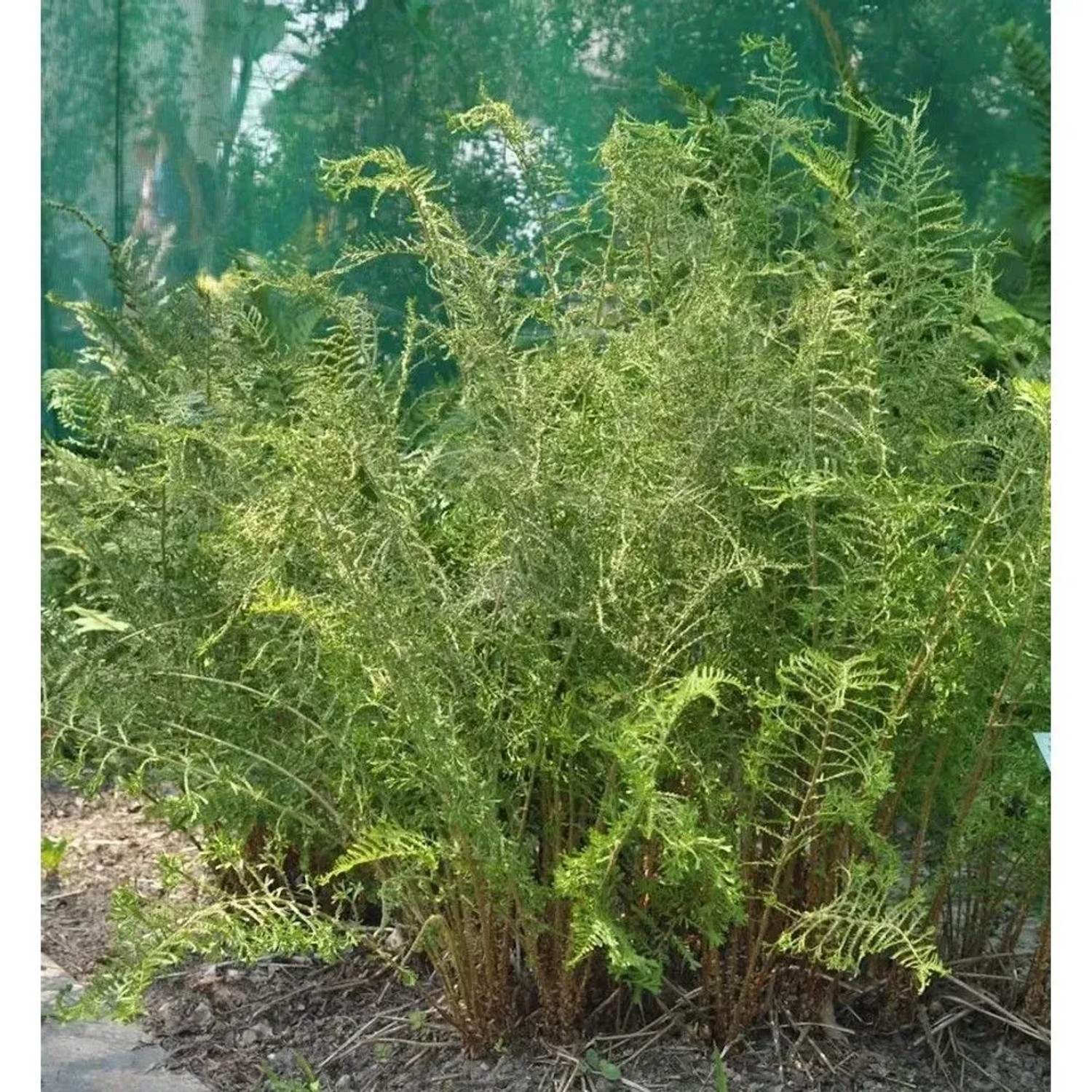 Krauser Wurmfarn Linearis-Polydactylon - Dryopteris filix mas