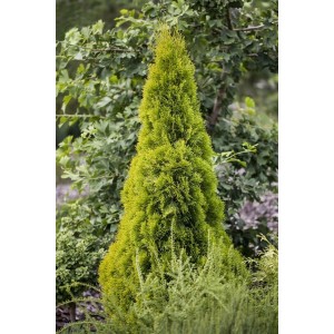 Goldene Thuja 'Golden Smaragd' als Heckenpflanze, 30-40 cm hoch.