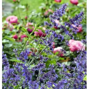 Blühende Katzenminze 'Pool Bank' (Nepeta grandiflora) im Garten, violette Blütenstände.