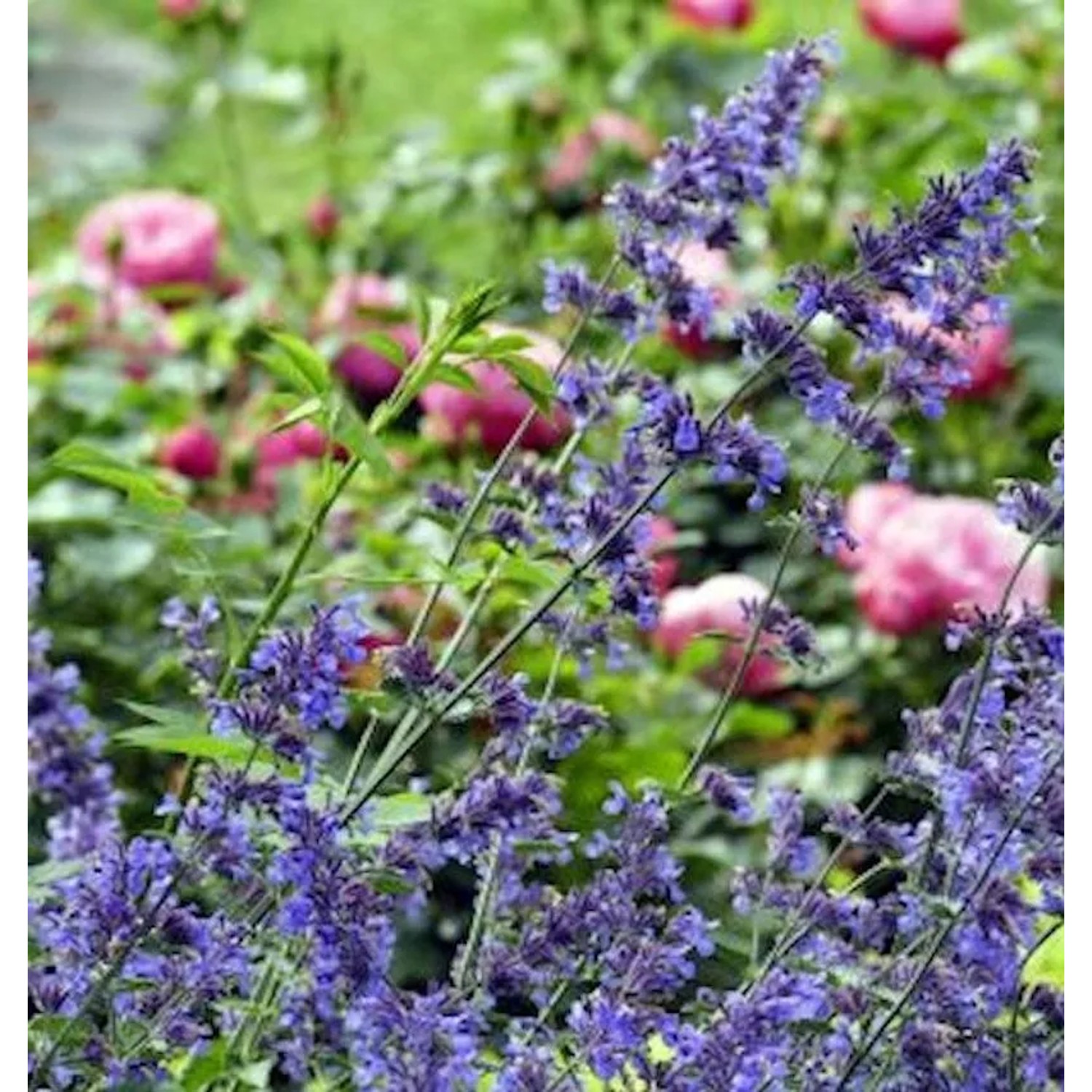 Katzenminze Pool Bank - Nepeta grandiflora