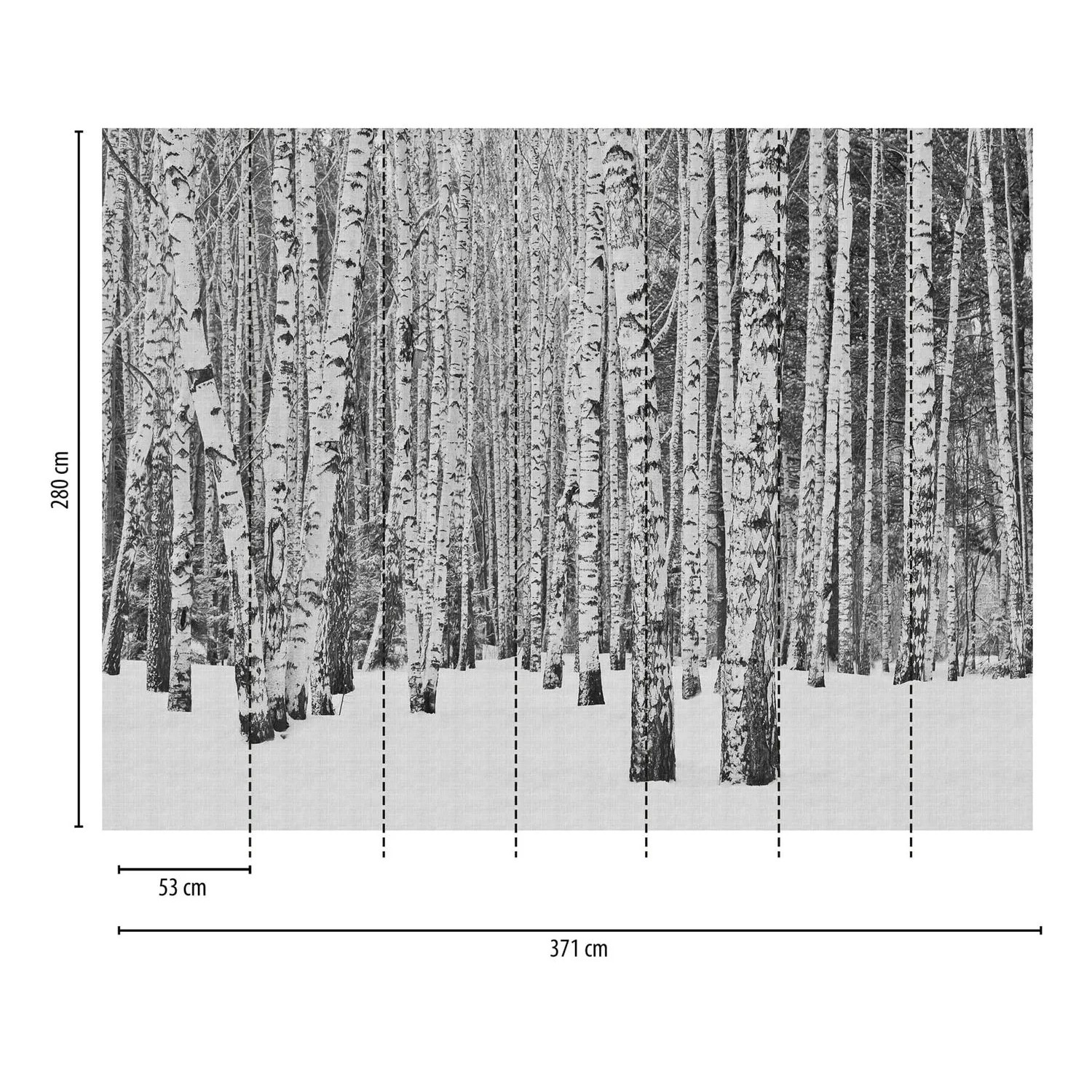Fototapete Wald in Schwarz-Weiß-Grau, matte Vliestapete mit Birkenwald-Motiv.