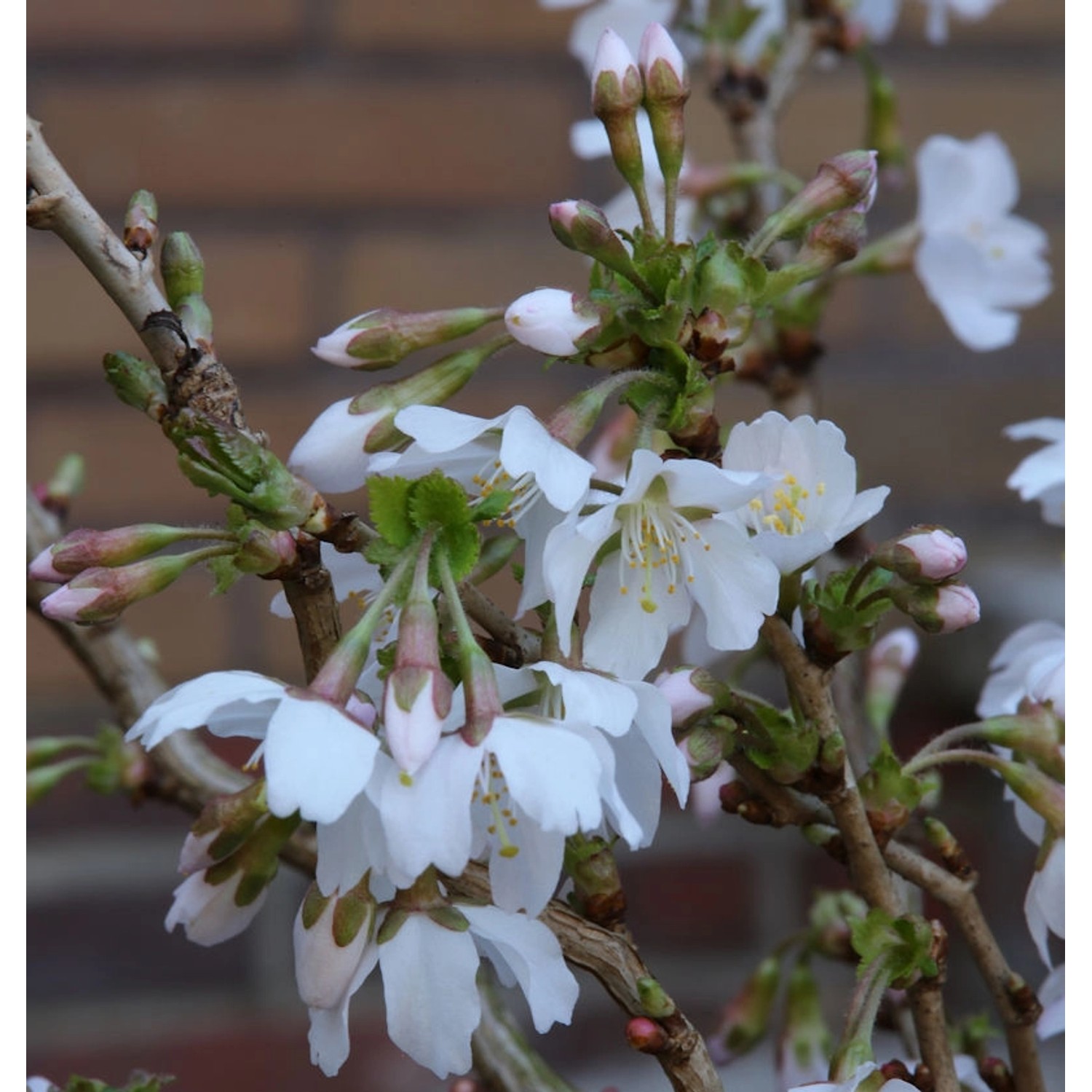 Geschlitzte Zierkirsche Kojou no mai 30-40cm - Prunus incisa günstig online kaufen