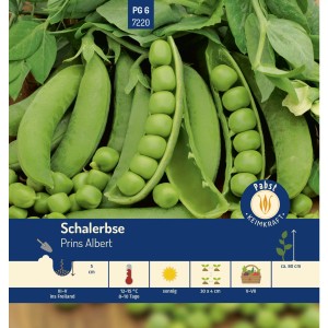 Pabst Keimkraft Schalerbse Prins Albert Saatgut mit grünen Erbsenschoten und Erbsen.