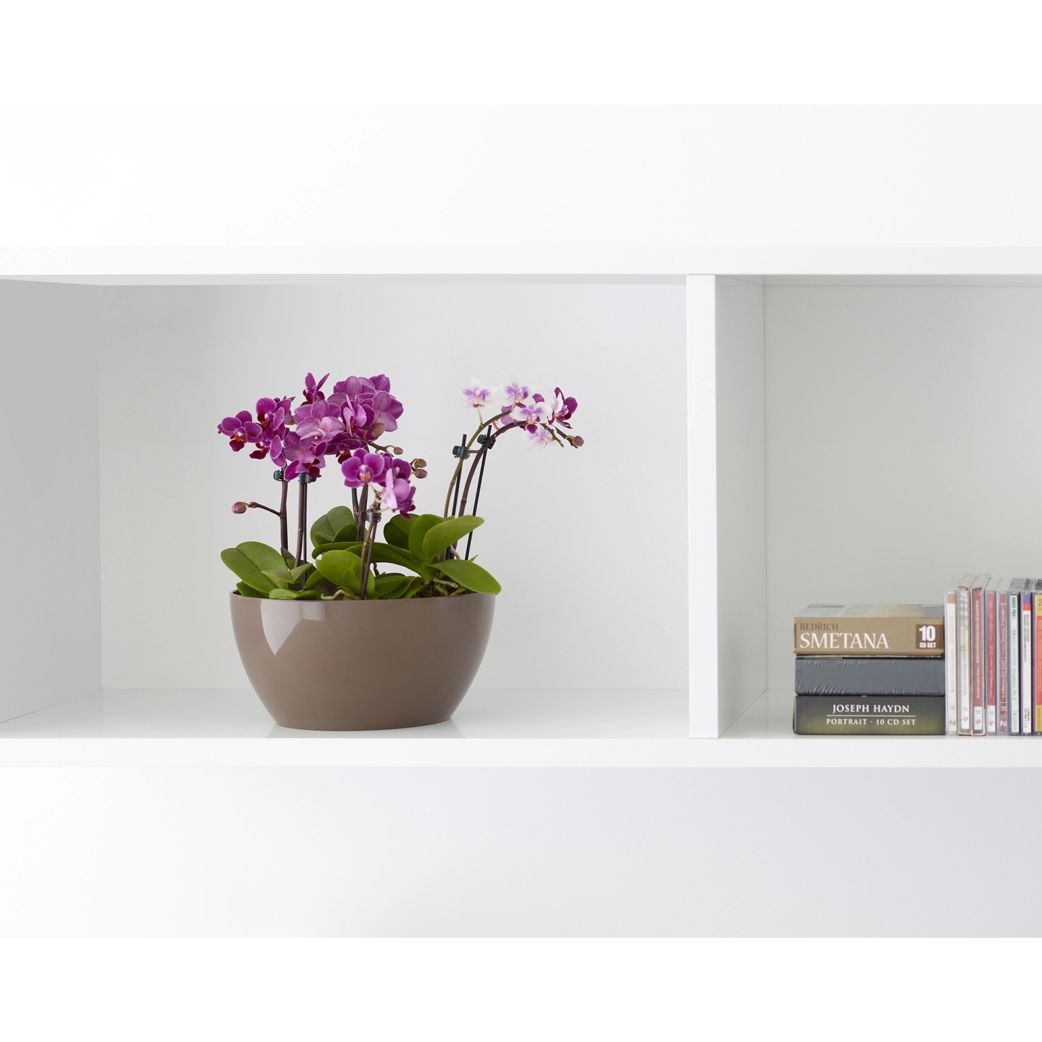 Artevasi San Remo Pflanzschale, Ø 23 cm, weiß, mit lila Orchideen auf einem Regal.