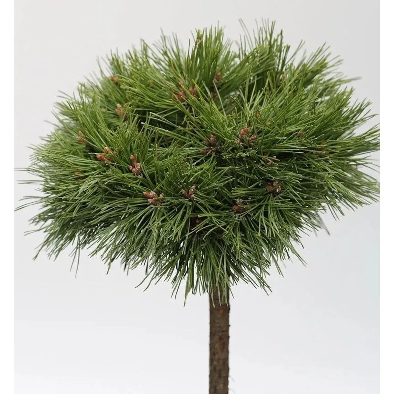 Hochstamm Kompakte Kugelkiefer Varella 40-60cm - Pinus mugo Varella